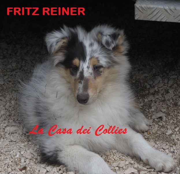 COLLIES FRITZ